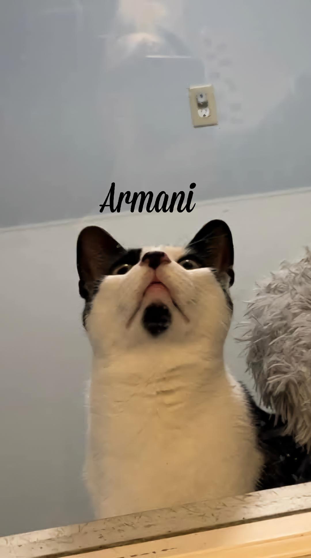 Armani & Skully