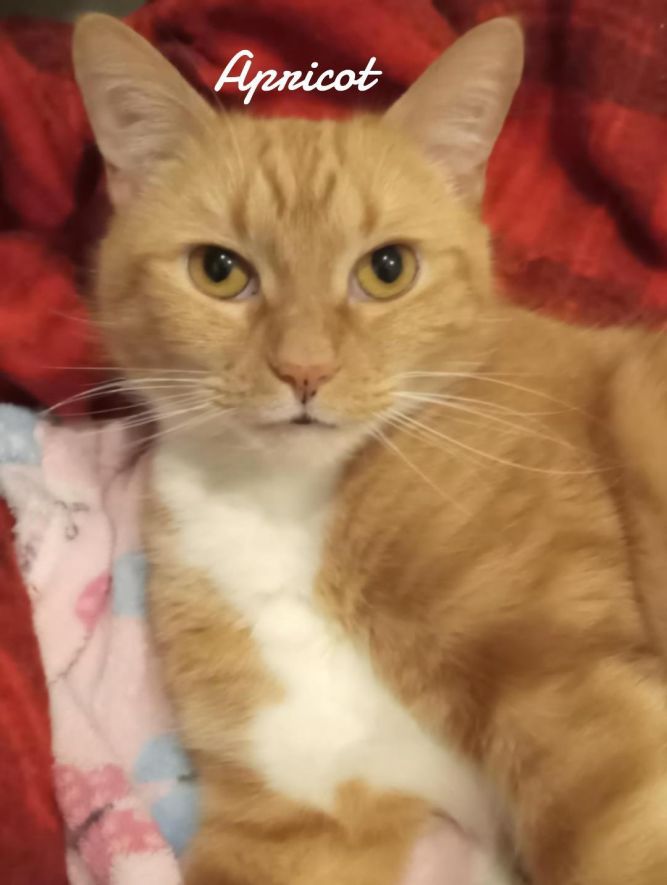 Apricot