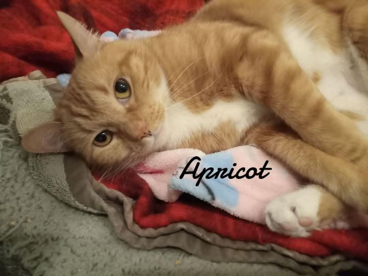 Apricot 2