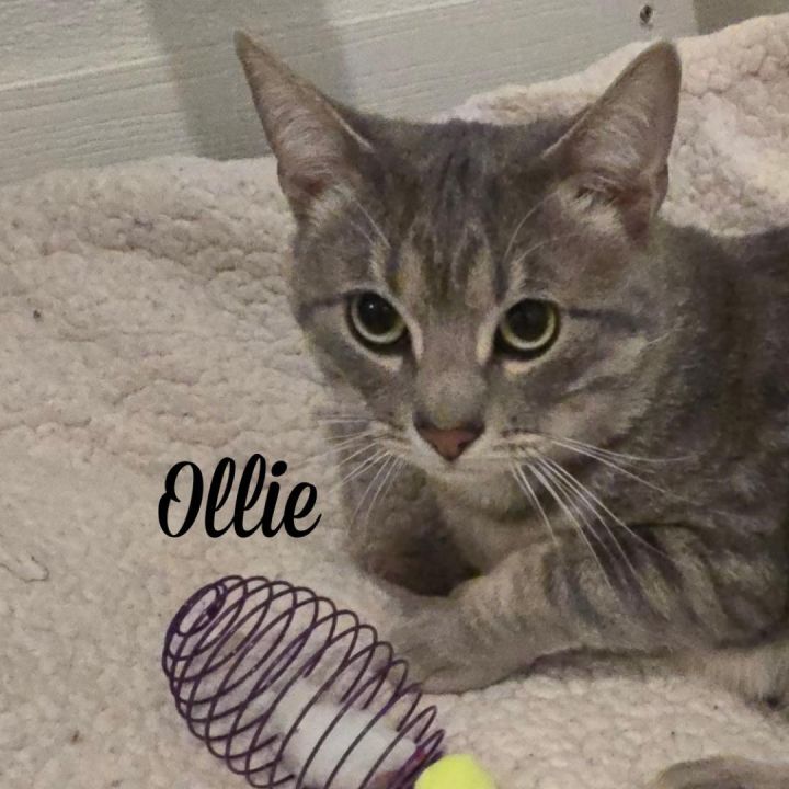Ollie 1
