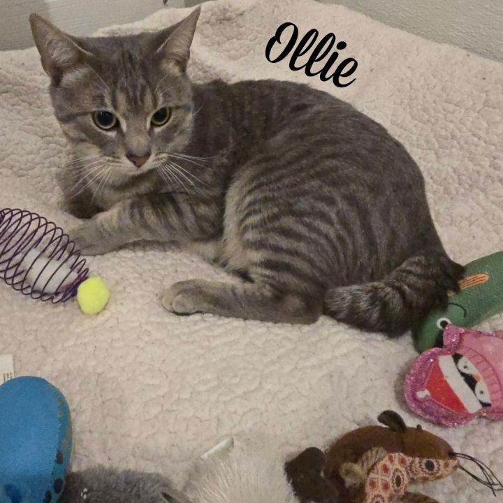 Ollie 2