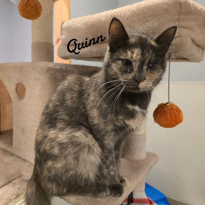 Quinn 1