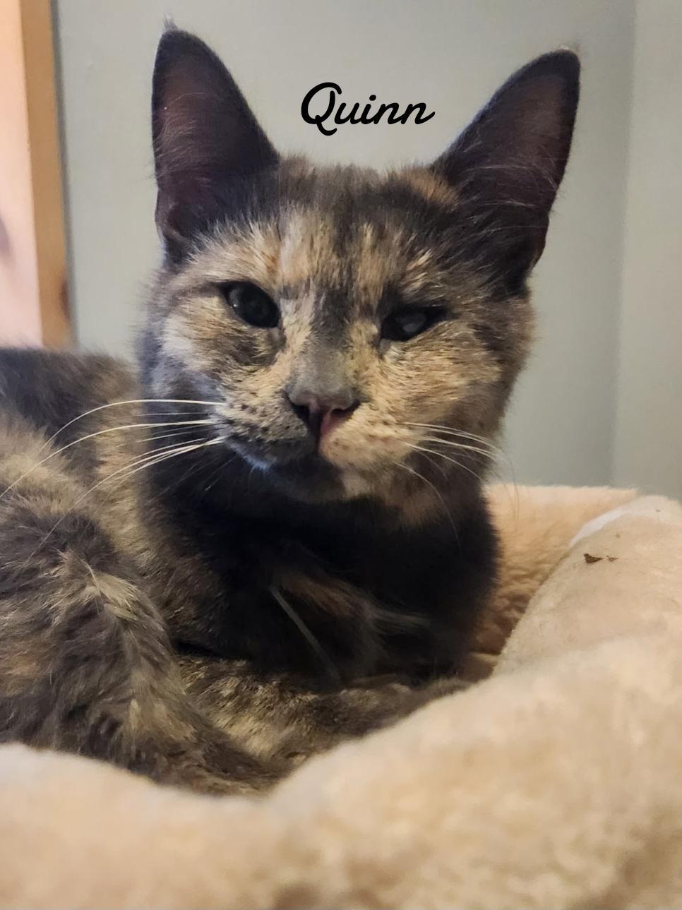 Quinn