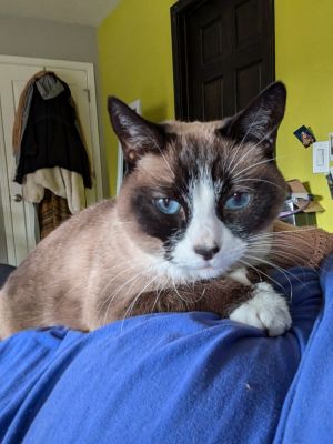 Pretty Girl Ragamuffin Cat