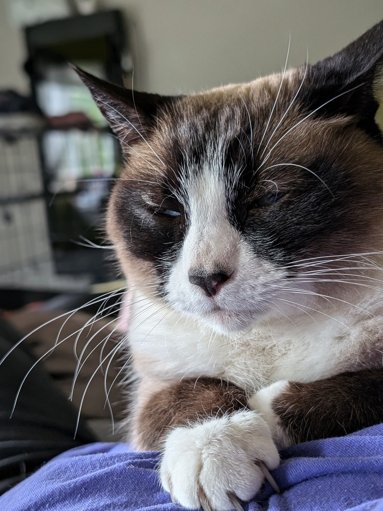 Pretty Girl, an adoptable Ragamuffin, Domestic Short Hair in Pacifica, CA, 94044 | Photo Image 2