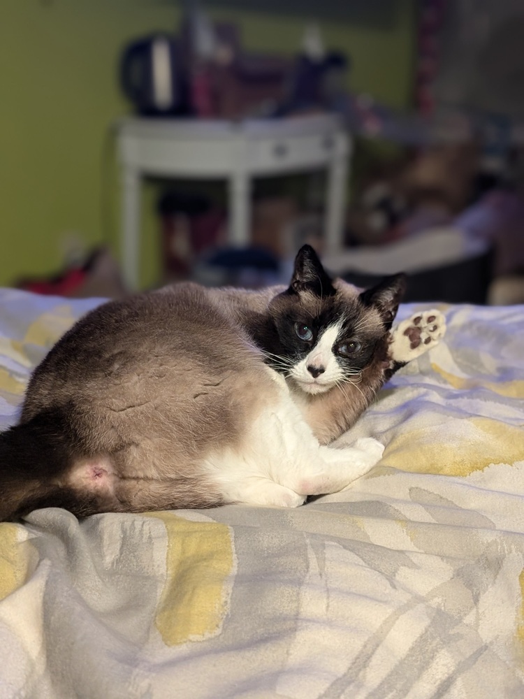 Pretty Girl, an adoptable Ragamuffin, Domestic Short Hair in Pacifica, CA, 94044 | Photo Image 4