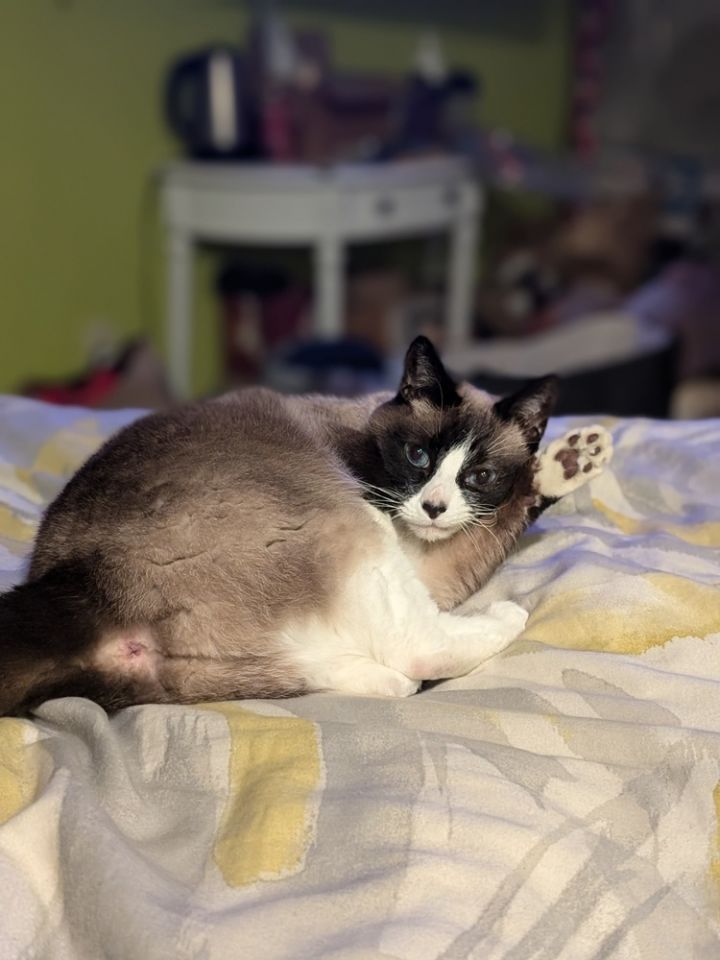 Pretty Girl 4