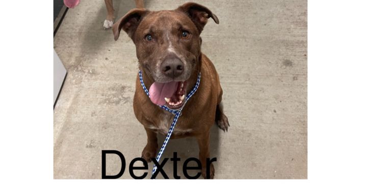 Dexter 3