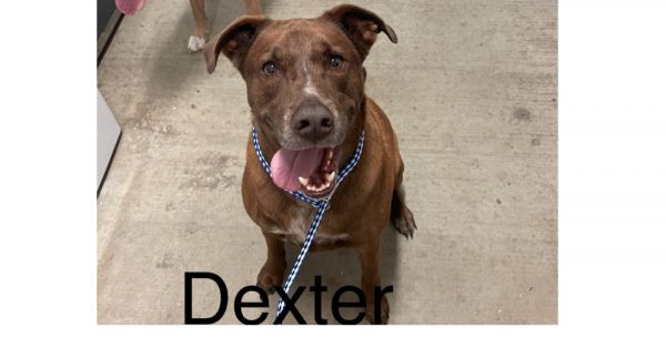 Dexter thumbnail 5