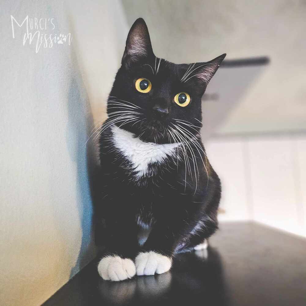 Australian Log Runner 7910-10, an adoptable Domestic Short Hair in Spokane , WA, 99209 | Photo Image 1