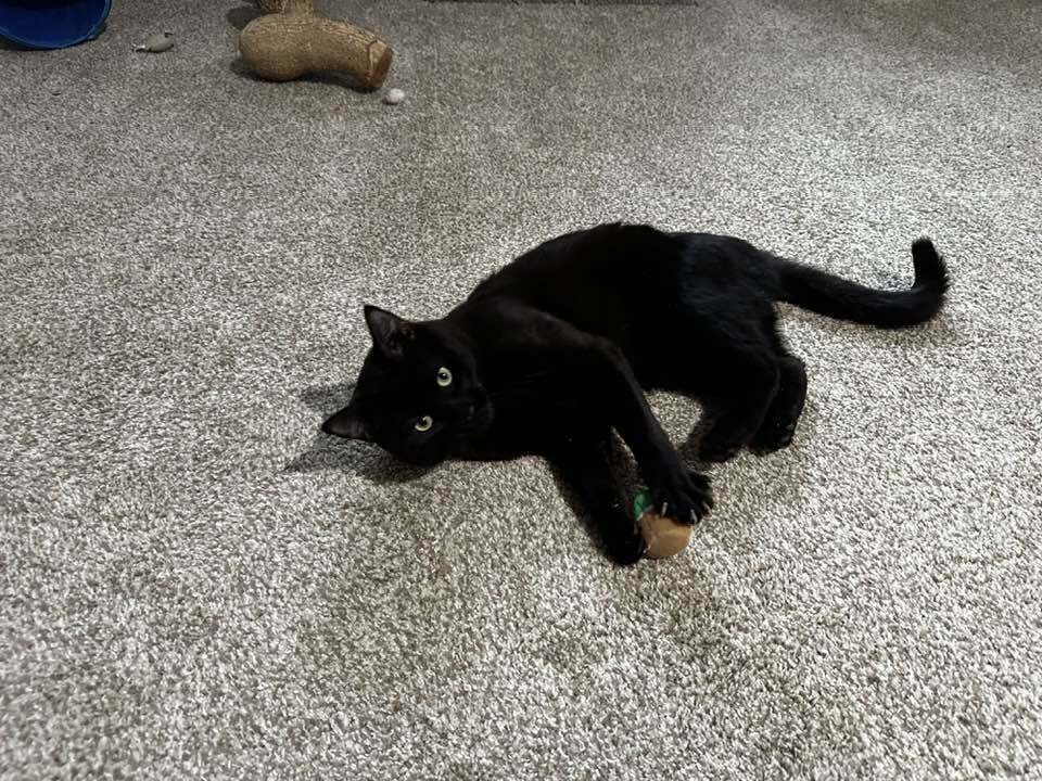 Jet, an adoptable Domestic Short Hair in Spokane , WA, 99209 | Photo Image 1