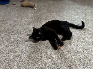 Jet