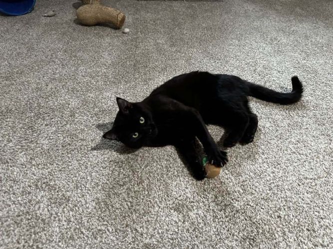 Jet