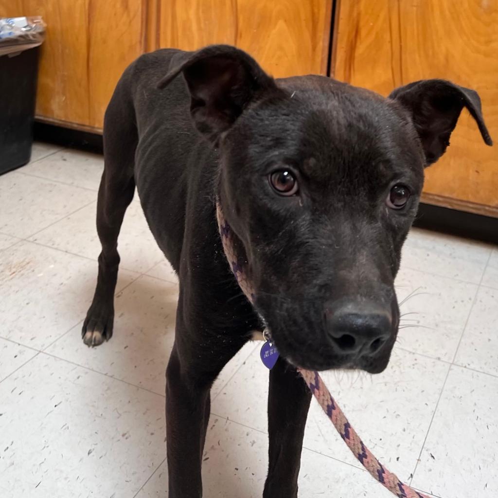 (COD) Kratos, an adoptable Pit Bull Terrier, Black Labrador Retriever in Douglas, AZ, 85607 | Photo Image 5