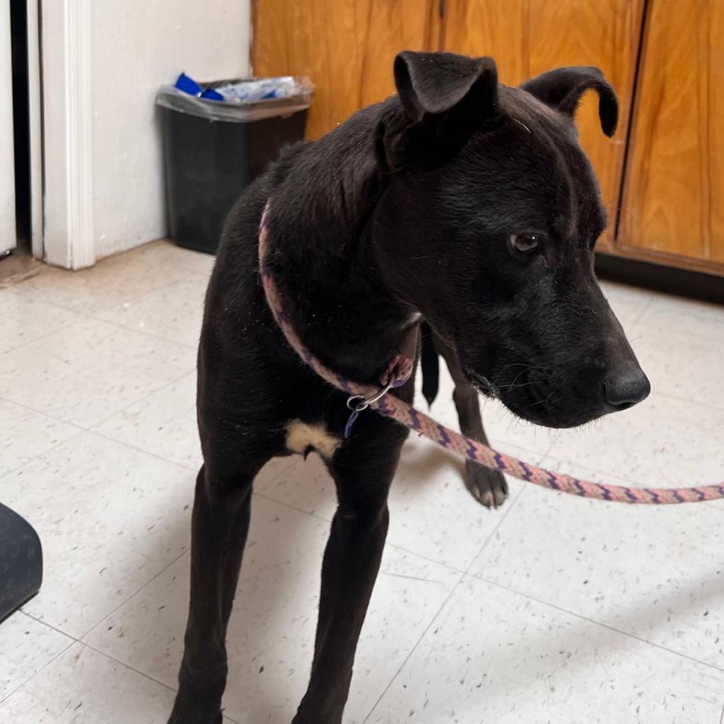 (COD) Kratos, an adoptable Pit Bull Terrier, Black Labrador Retriever in Douglas, AZ, 85607 | Photo Image 6
