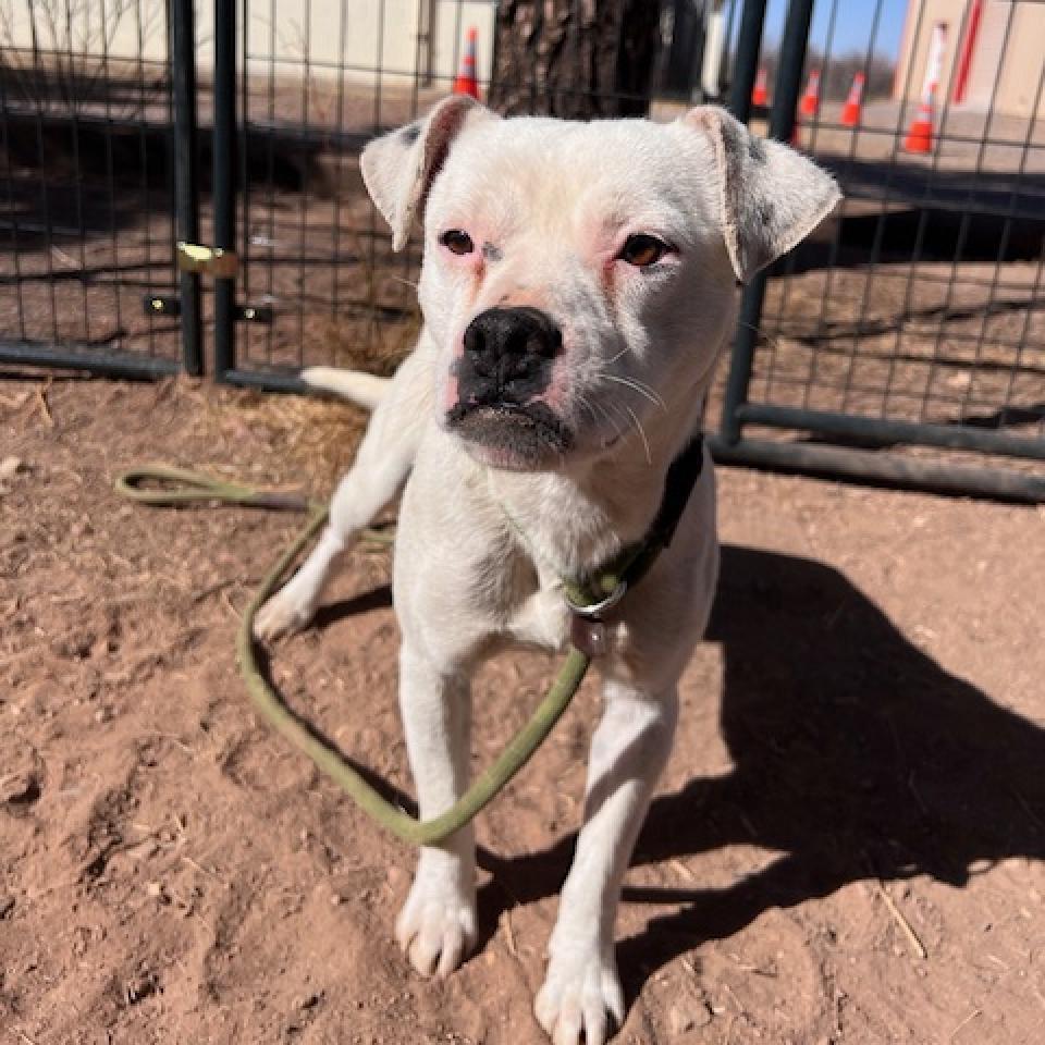 (COD) Bumper, an adoptable Boxer, Pug in Douglas, AZ, 85607 | Photo Image 1