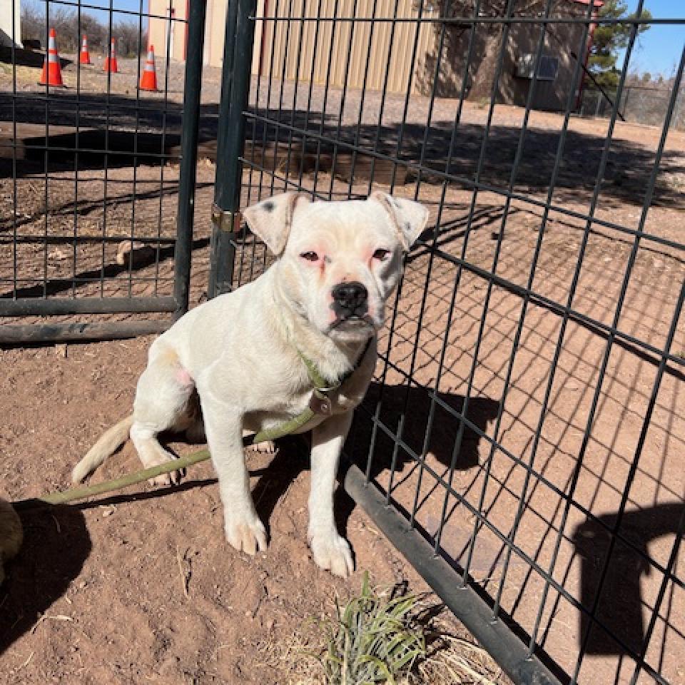 (COD) Bumper, an adoptable Boxer, Pug in Douglas, AZ, 85607 | Photo Image 2