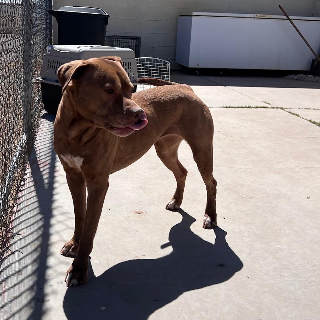 (COD) Gracie, an adoptable Pit Bull Terrier in Douglas, AZ, 85607 | Photo Image 1
