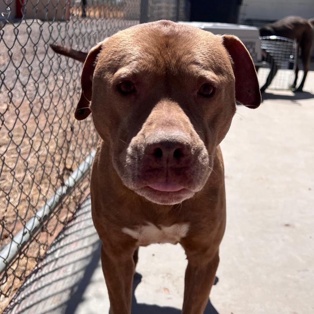 (COD) Gracie, an adoptable Pit Bull Terrier in Douglas, AZ, 85607 | Photo Image 2