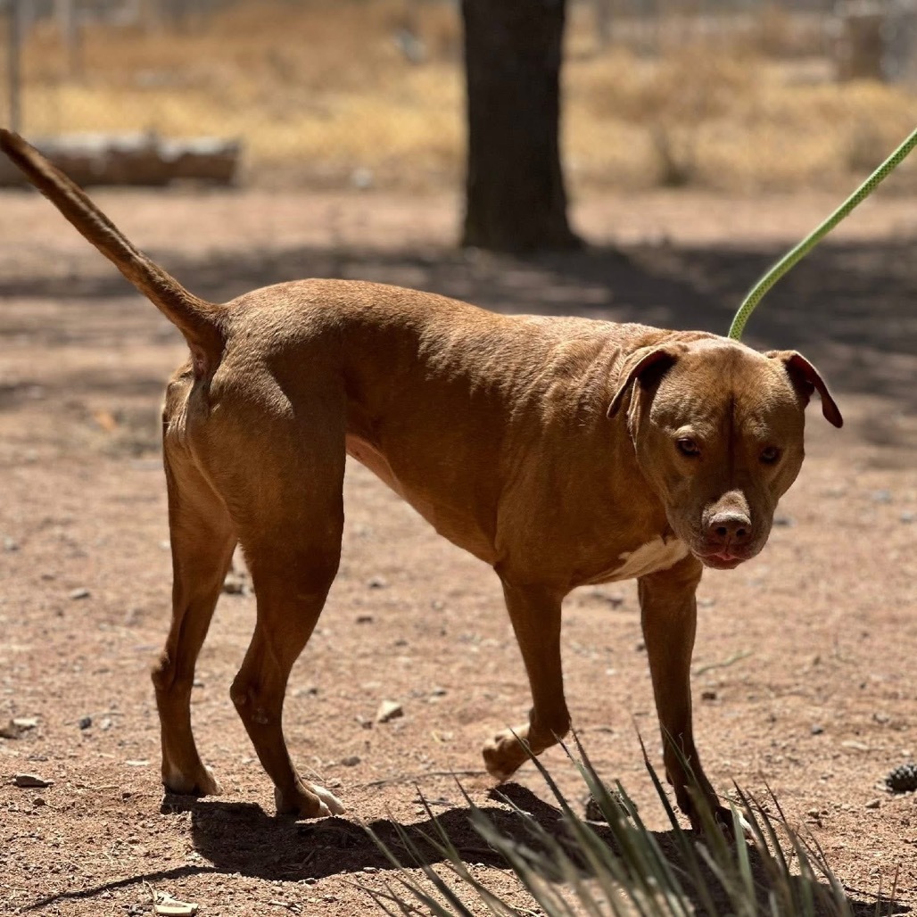 (COD) Gracie, an adoptable Pit Bull Terrier in Douglas, AZ, 85607 | Photo Image 4