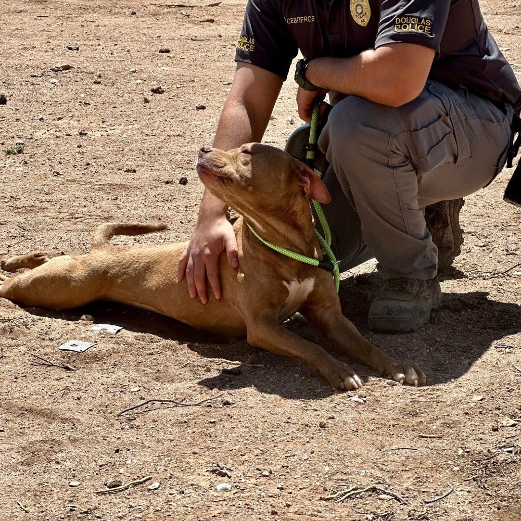 (COD) Gracie, an adoptable Pit Bull Terrier in Douglas, AZ, 85607 | Photo Image 5