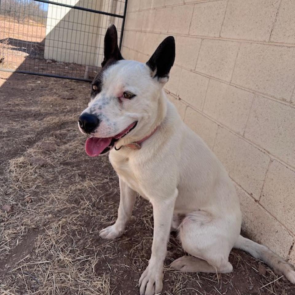 (COD) Douglas, an adoptable Bull Terrier in Douglas, AZ, 85607 | Photo Image 2