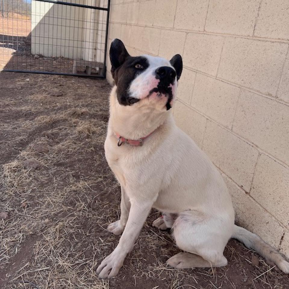 (COD) Douglas, an adoptable Bull Terrier in Douglas, AZ, 85607 | Photo Image 4