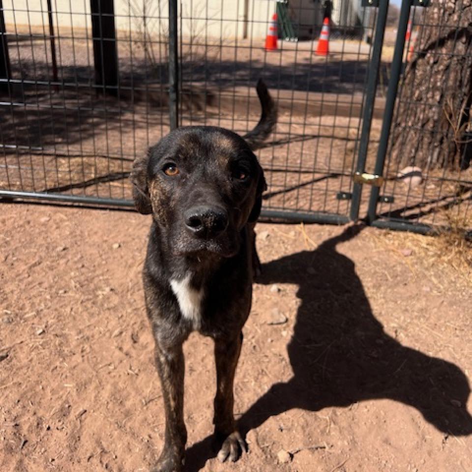 (CCSO) Jesus, an adoptable Australian Cattle Dog / Blue Heeler in Douglas, AZ, 85607 | Photo Image 1