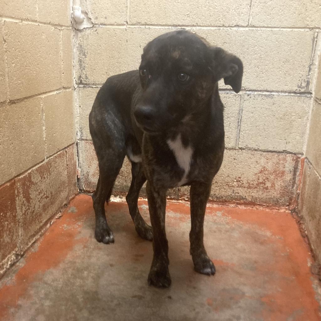(CCSO) Jesus, an adoptable Australian Cattle Dog / Blue Heeler in Douglas, AZ, 85607 | Photo Image 3