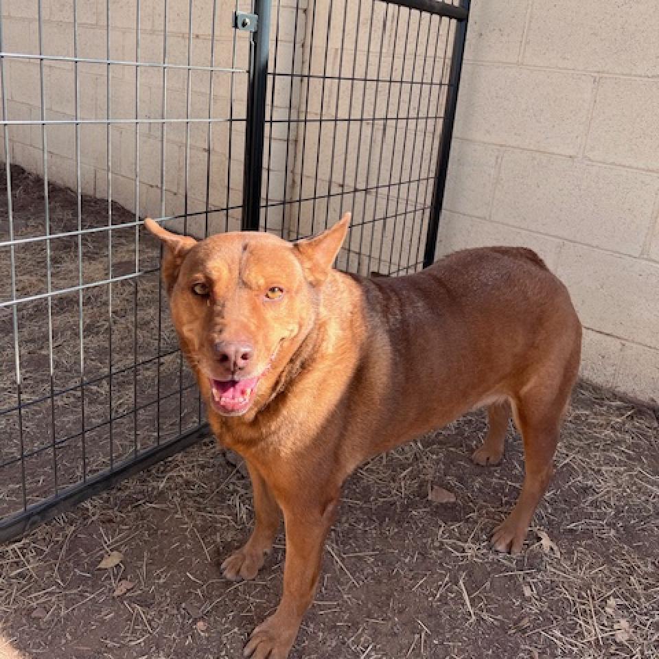 (CCSO) Bibi, an adoptable Mixed Breed in Douglas, AZ, 85607 | Photo Image 1