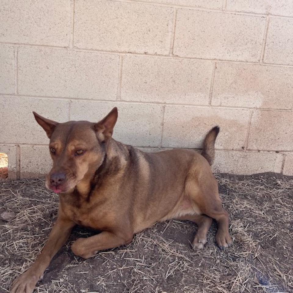 (CCSO) Bibi, an adoptable Mixed Breed in Douglas, AZ, 85607 | Photo Image 2