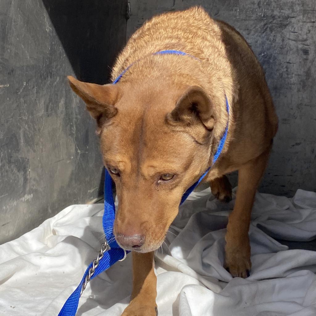 (CCSO) Bibi, an adoptable Mixed Breed in Douglas, AZ, 85607 | Photo Image 3