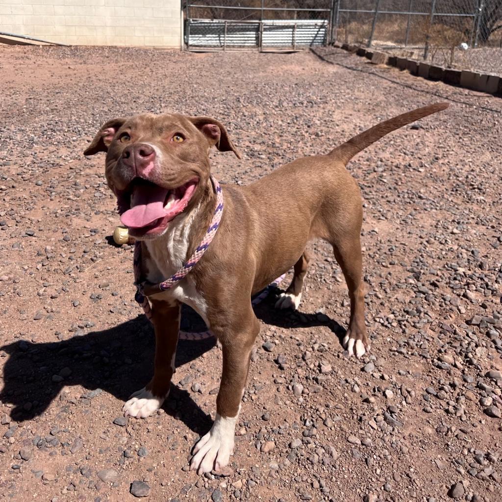 (COD) Rex, an adoptable Pit Bull Terrier in Douglas, AZ, 85607 | Photo Image 1