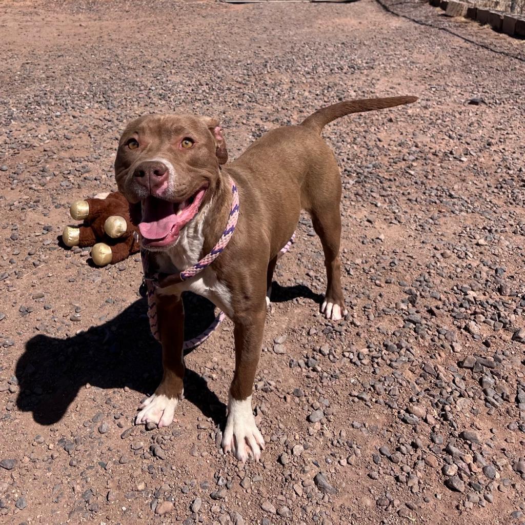 (COD) Rex, an adoptable Pit Bull Terrier in Douglas, AZ, 85607 | Photo Image 2