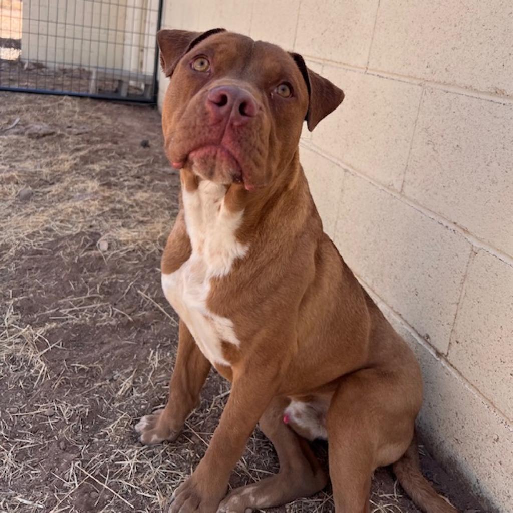 (CCSO) Redbull, an adoptable Pit Bull Terrier in Douglas, AZ, 85607 | Photo Image 3