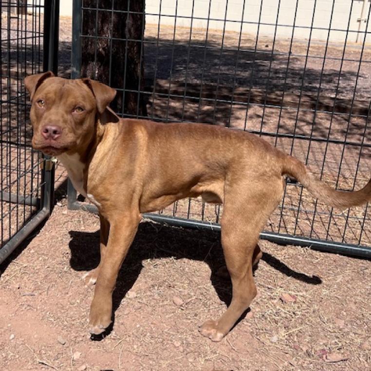 (CCSO) Redbull, an adoptable Pit Bull Terrier in Douglas, AZ, 85607 | Photo Image 4
