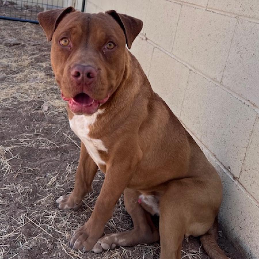 (CCSO) Redbull, an adoptable Pit Bull Terrier in Douglas, AZ, 85607 | Photo Image 5