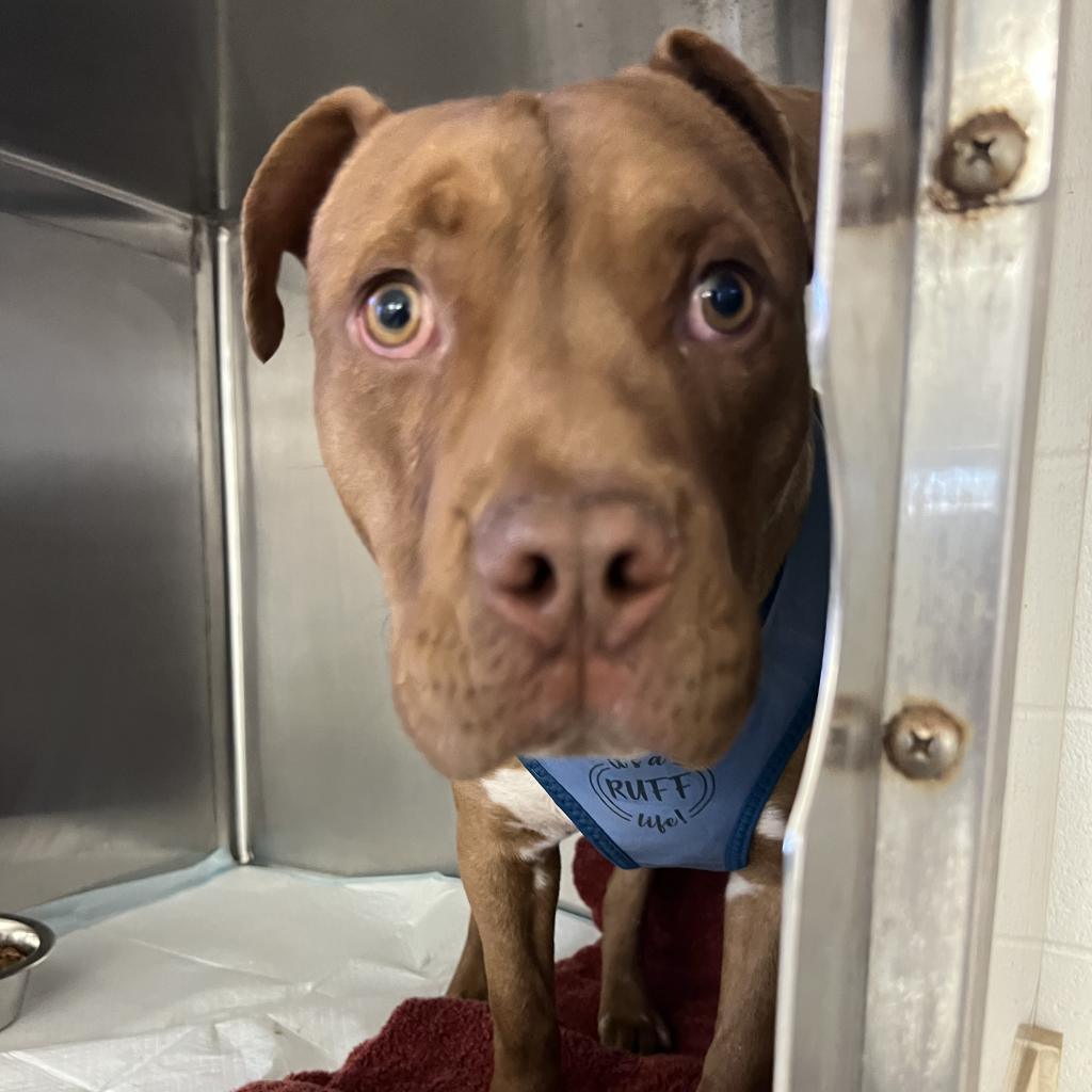 (CCSO) Redbull, an adoptable Pit Bull Terrier in Douglas, AZ, 85607 | Photo Image 6
