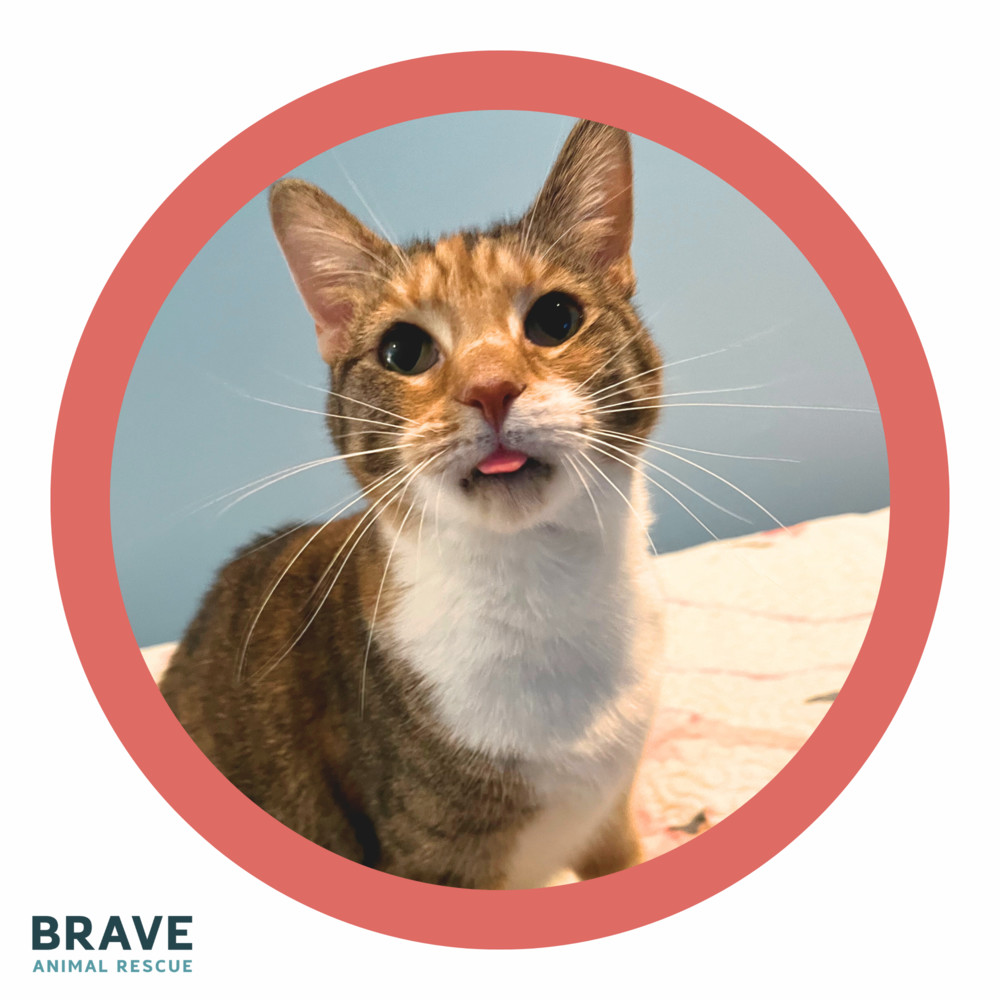Effy [adoption sponsored!]