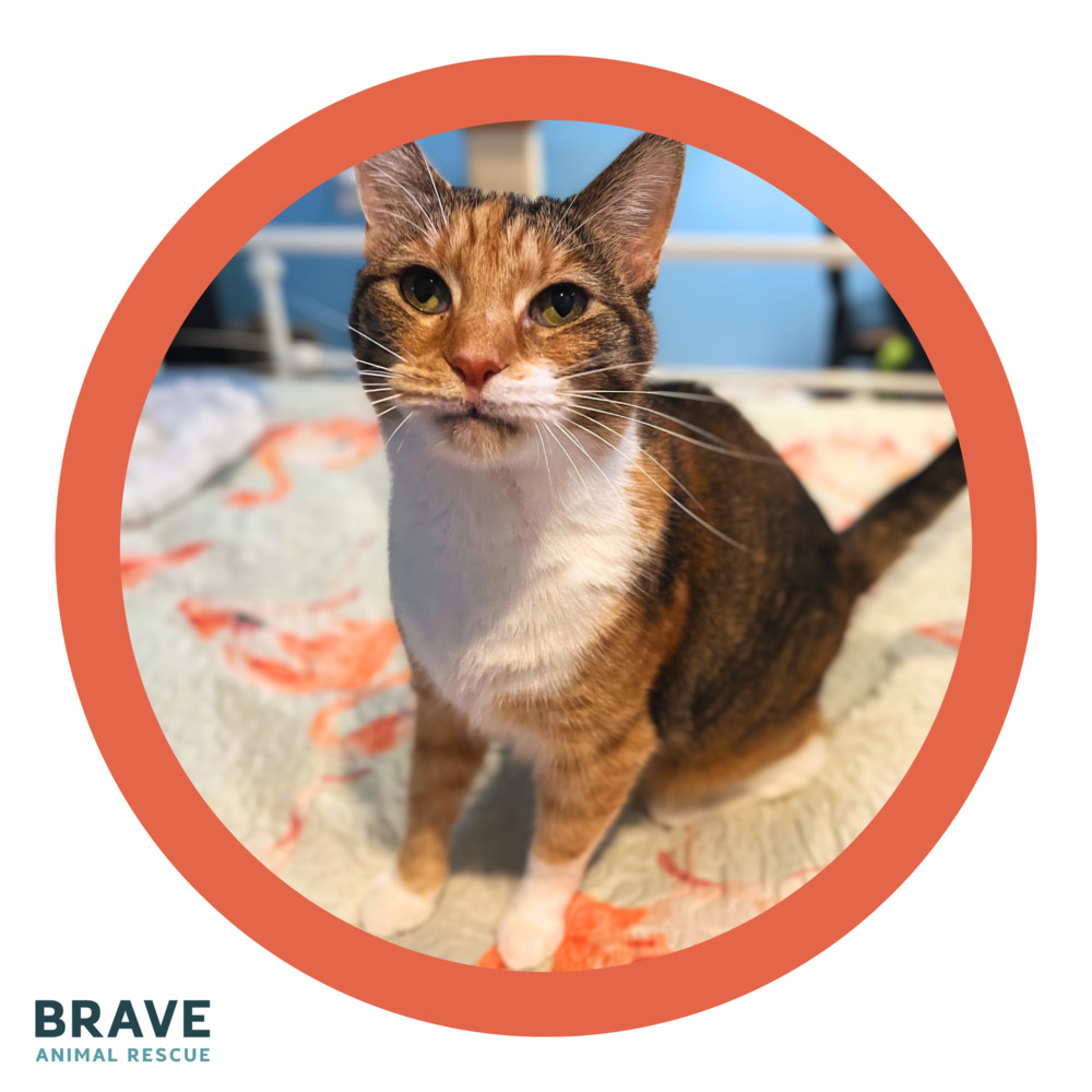 Effy [adoption sponsored!]