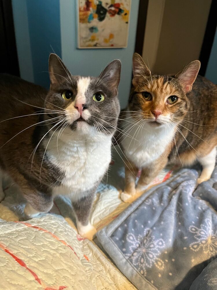 Effy [adoption sponsored!]