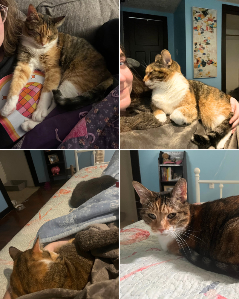 Effy [adoption sponsored!]