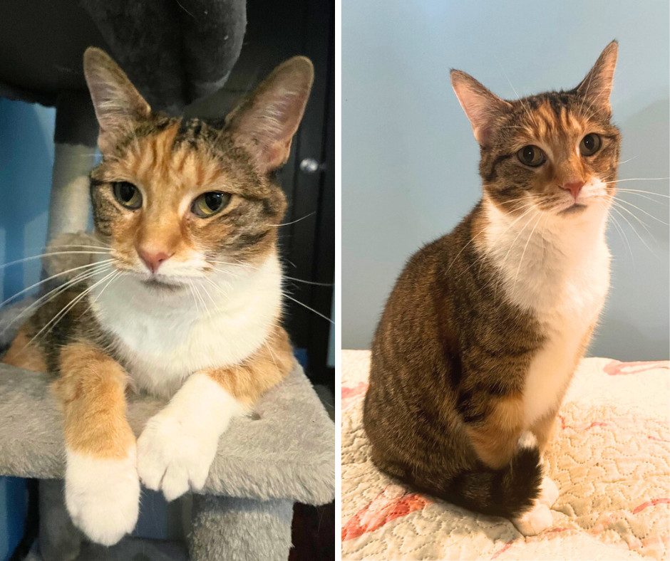 Effy [adoption sponsored!]