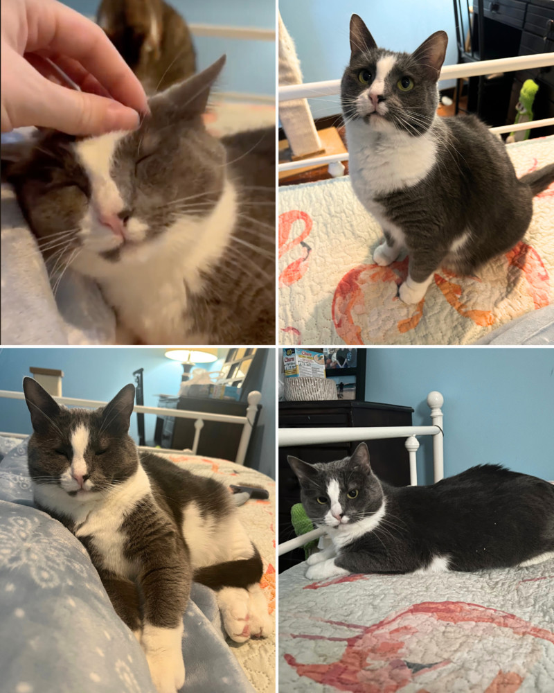 Mums [adoption sponsored!]