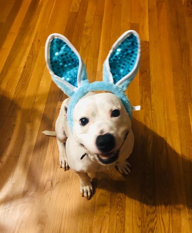 Hogan