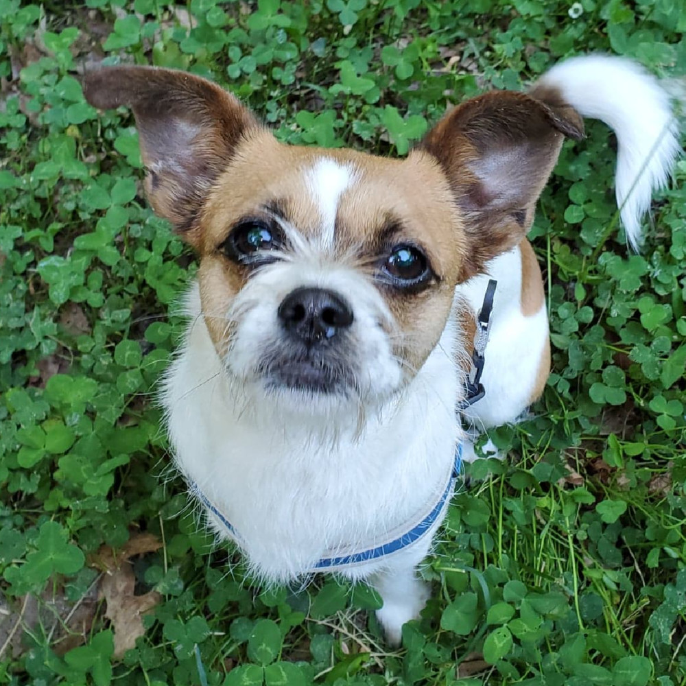 Oscar