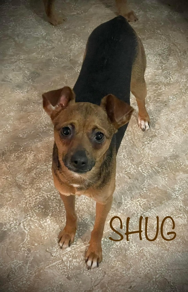 Shug