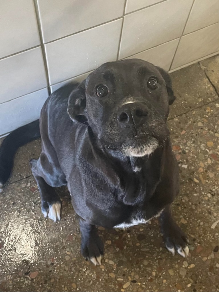 Bridget, an adoptable Pit Bull Terrier, Labrador Retriever in Rock Springs, WY, 82901 | Photo Image 1