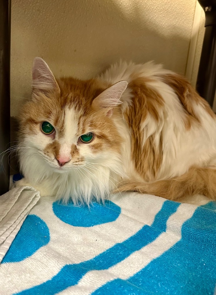 Apollo *Bonded with Frey