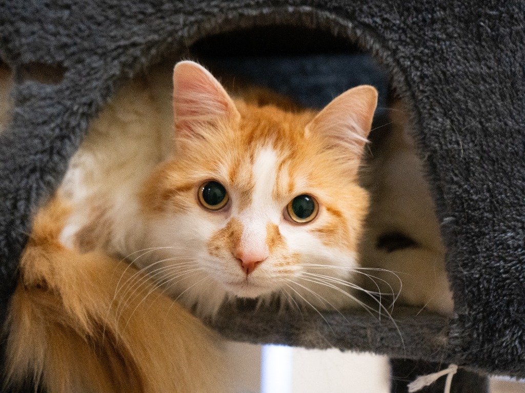 Apollo *Bonded with Frey